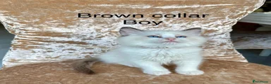 Ragdoll 1