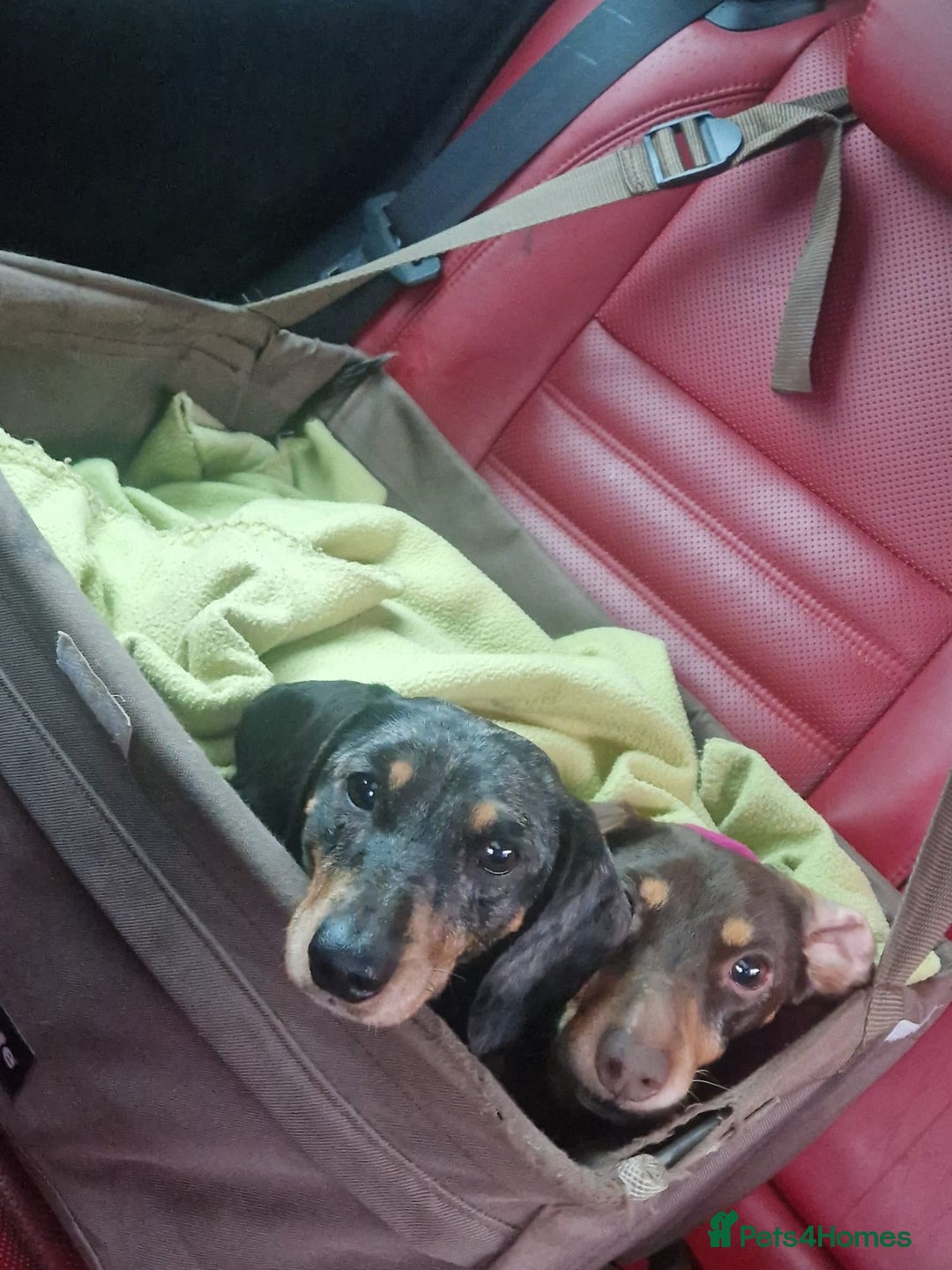 Dachshund dogs for adoption: 💖🐶 ROBIN AND MOCHI 🐶💖 - Advert 7