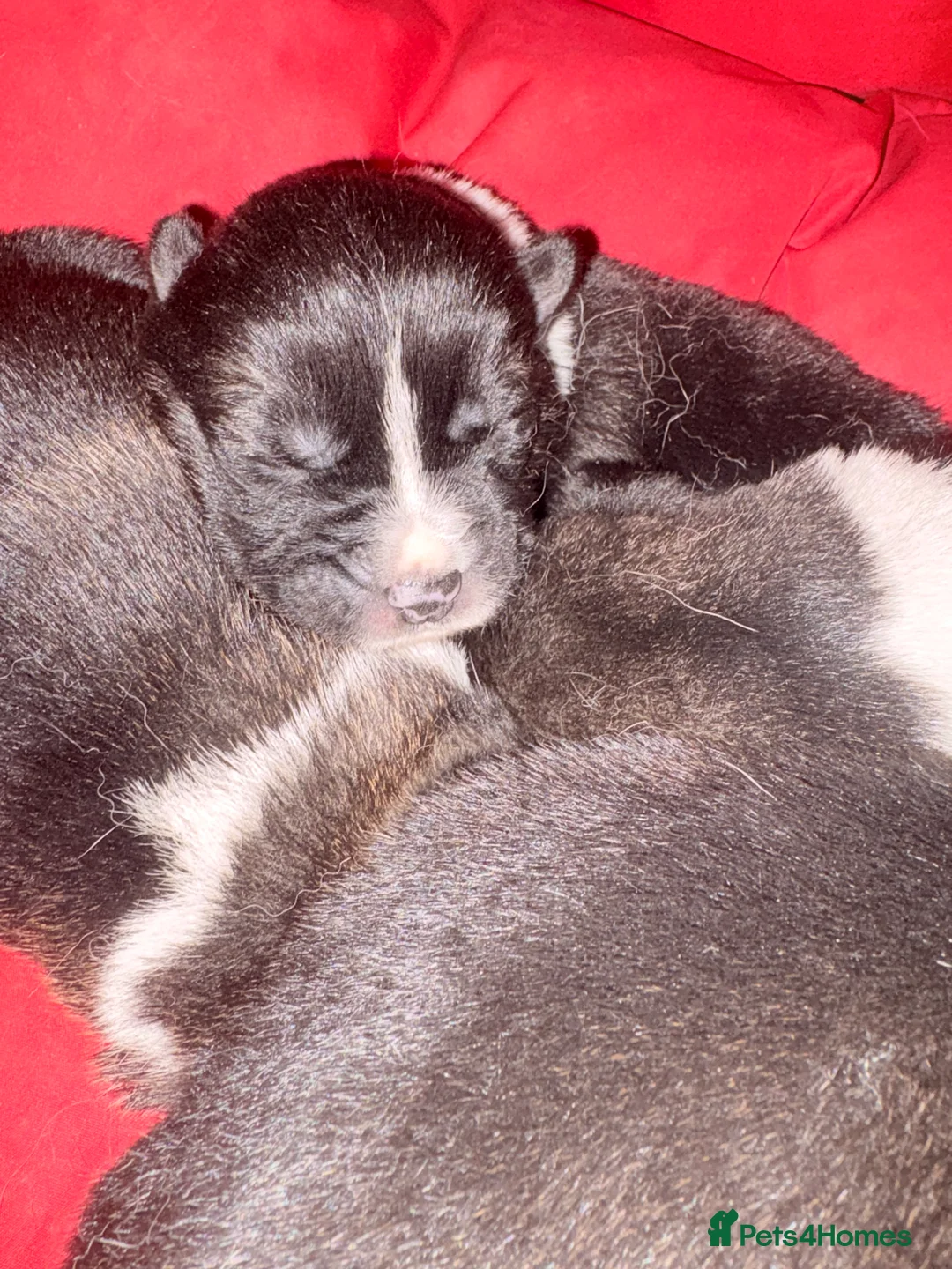 Akita dogs for sale: Akita pups March 12th ready to view  - Advert 16