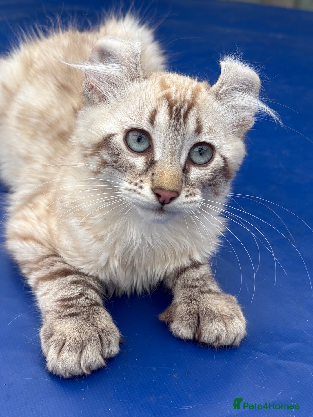 Savannah cats for sale: Breath taking rare girl - Image 13