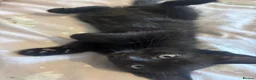 Domestic Shorthair cats for sale: 3 black kittens  - Advert 2