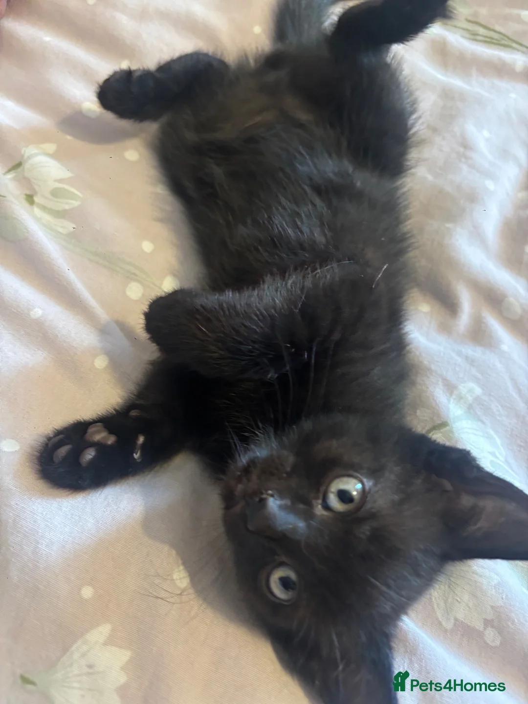 Domestic Shorthair cats for sale: 3 black kittens  - Advert 2
