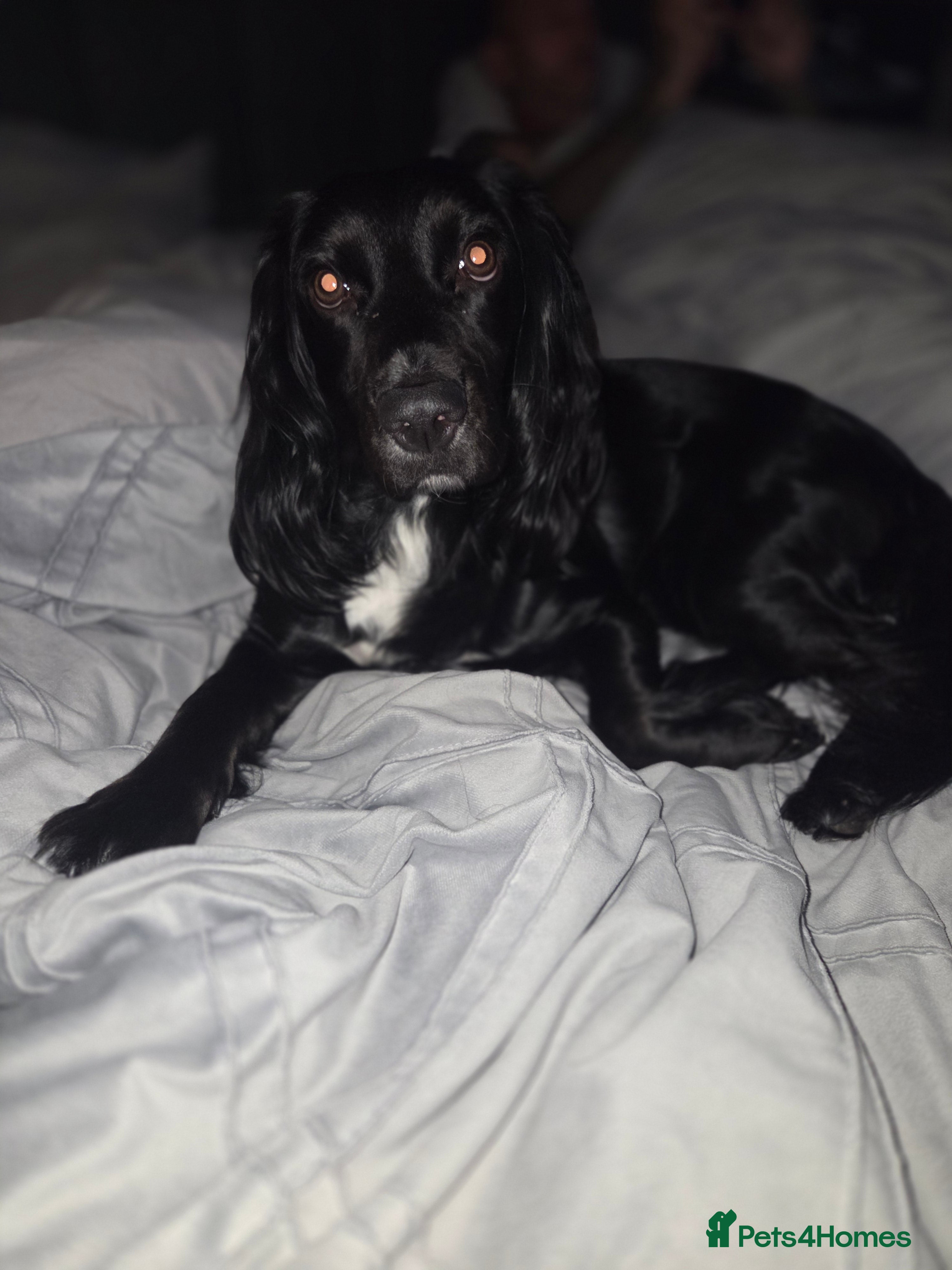 Cockapoo dogs  Cockapoo Puppies Ready for Their Forever Homes! - Advert 13