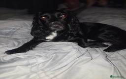 Cockapoo dogs for sale:  Cockapoo Puppies Ready for Their Forever Homes! - Advert 1