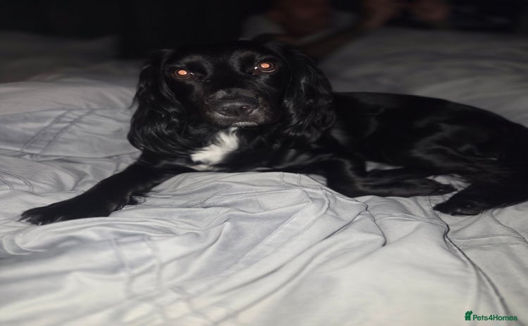 Cockapoo dogs  Cockapoo Puppies Ready for Their Forever Homes! - Advert 1