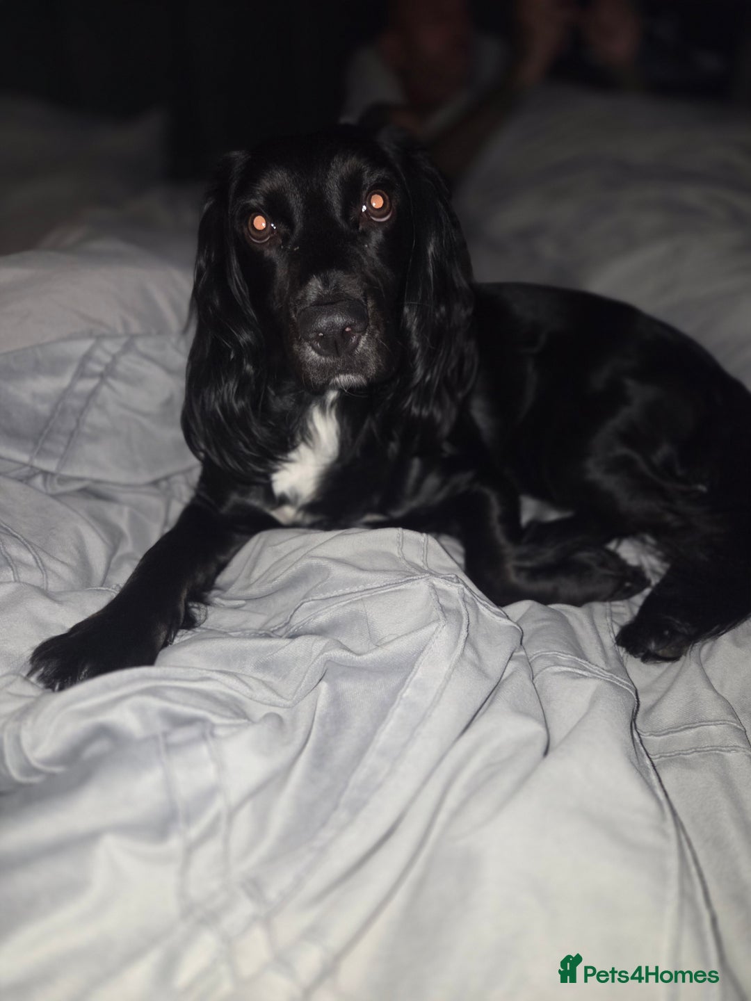 Cockapoo dogs for sale:  Cockapoo Puppies Ready for Their Forever Homes! - Advert 1