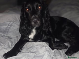 Cockapoo dogs for sale: Cockapoo Puppies Ready for Their Forever Homes! - Advert 1