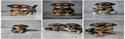 Yorkshire Terrier dogs for sale: Miniature Yorkshire Terrier  - Advert 12