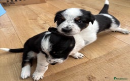 Border Collie dogs for sale: Unique Tri colour and piebald Border Collies  - Image 18