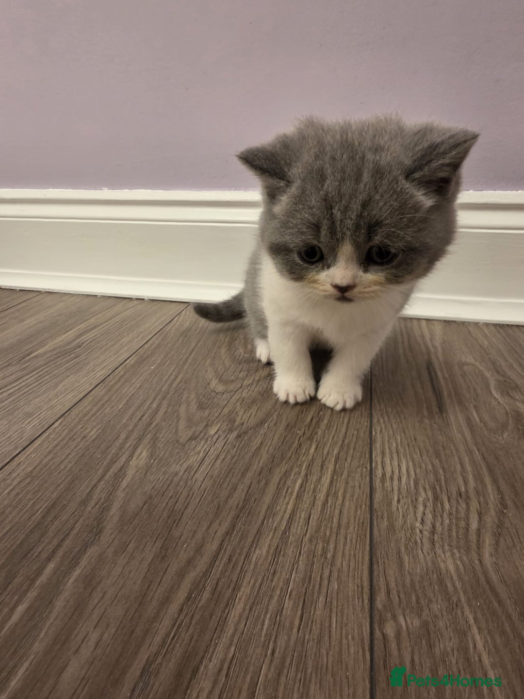 British Shorthair cats for sale: British shorthair - Advert 8