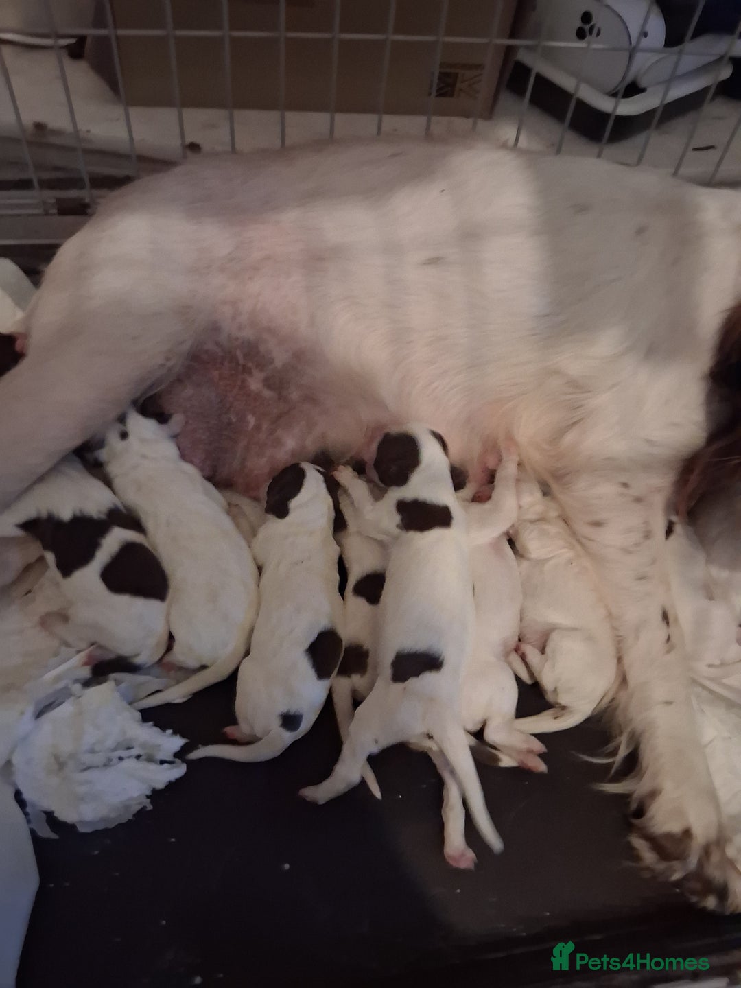 English Springer Spaniel dogs for sale: Beautiful puppies for sale  - Advert 9