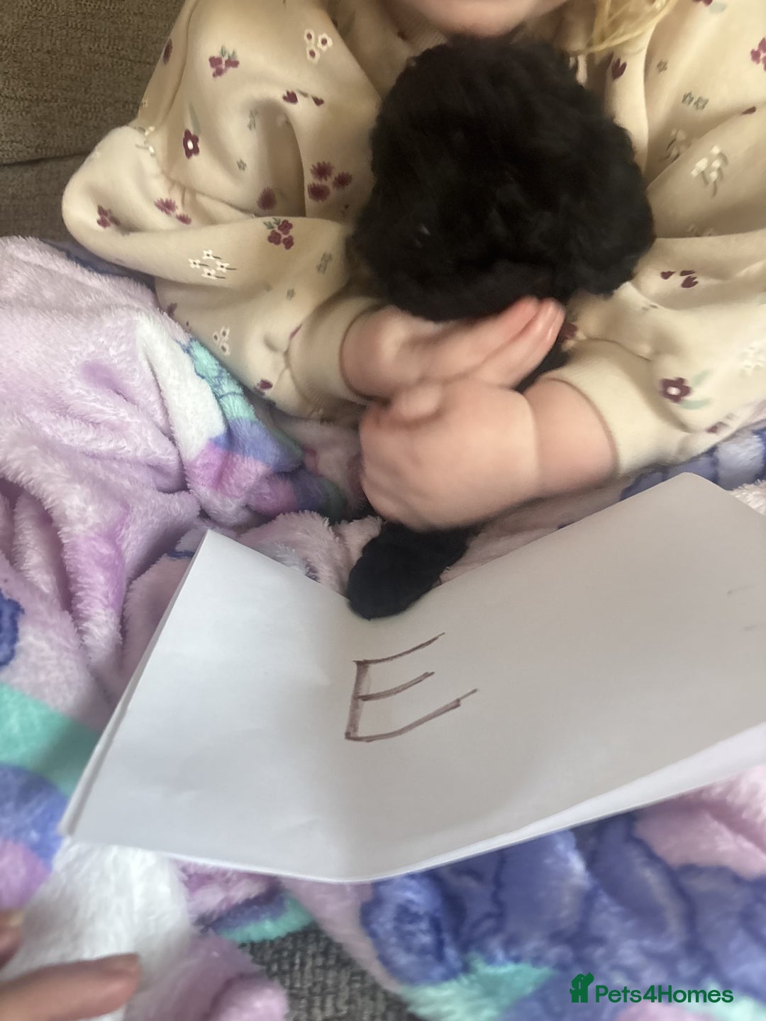 Cockapoo dogs for sale: Cockapoo Puppies looking for their forever homes - Advert 39