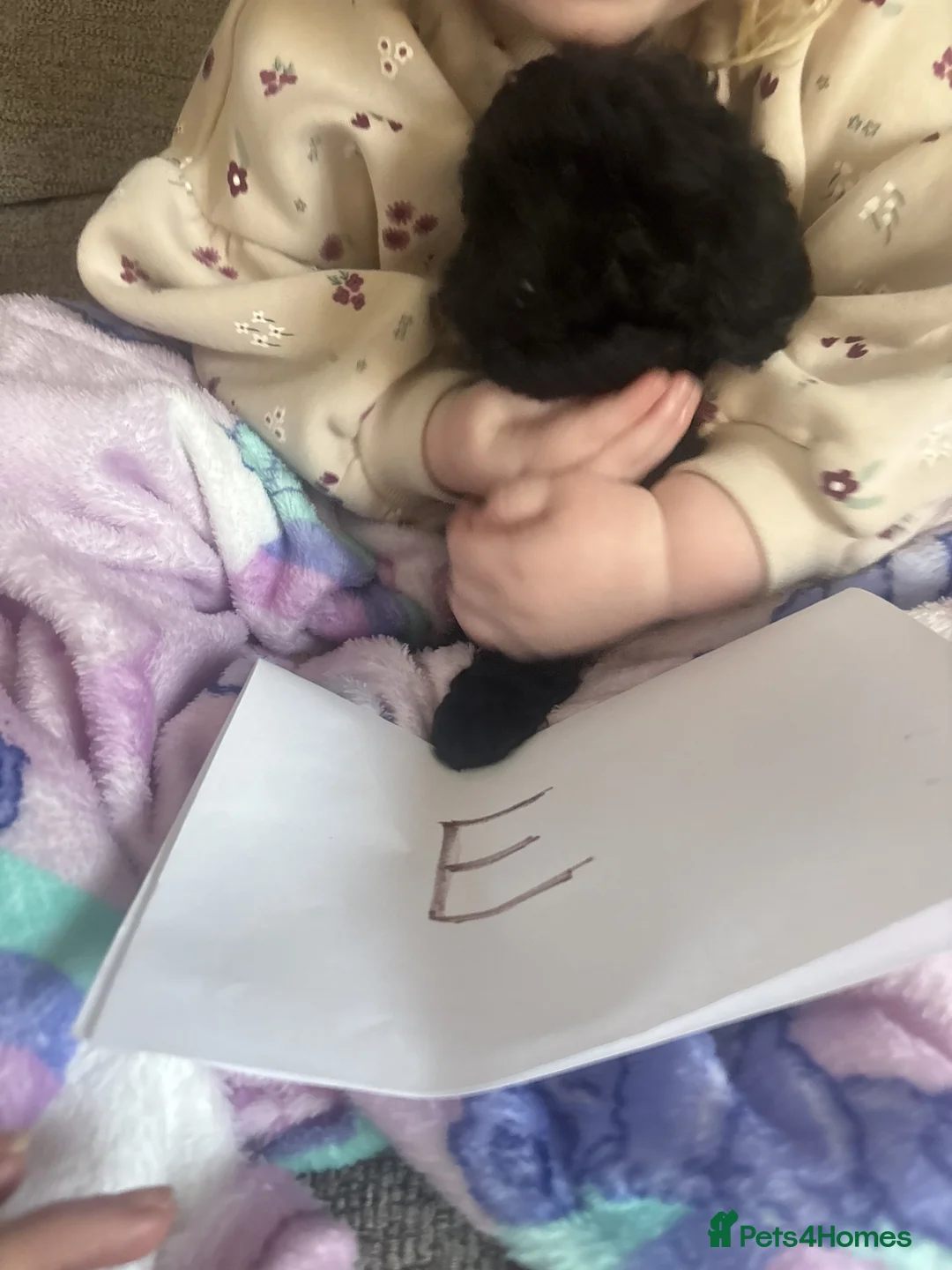 Cockapoo dogs for sale: Cockapoo Puppies looking for their forever homes - Advert 33