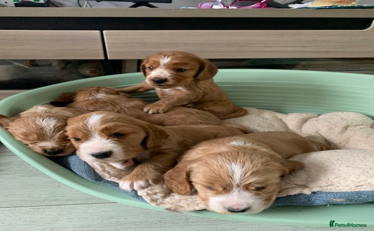 Cocker Spaniel dogs - Advert 4