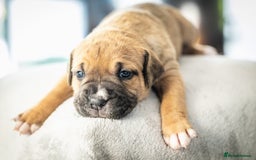 American Bull Staffy dogs for sale: American Staffordshire Bull Terriers - Image 4