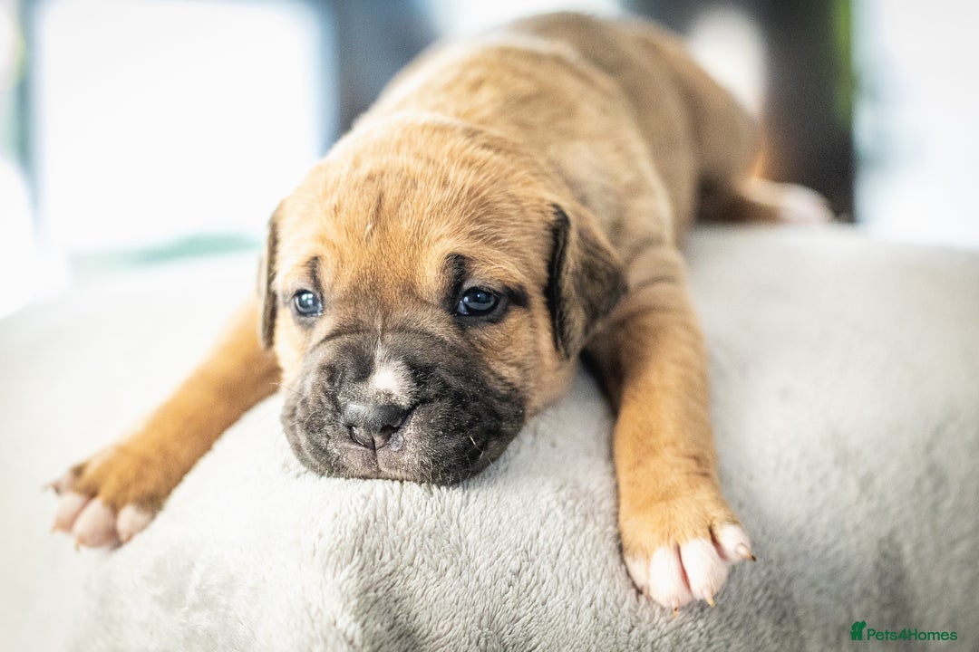 American Bull Staffy dogs for sale: American Staffordshire Bull Terriers - Image 4