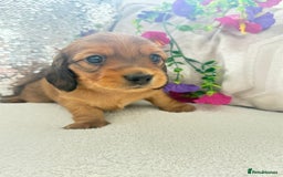 Miniature Dachshund dogs for sale: Miniature dachshunds - Image 4