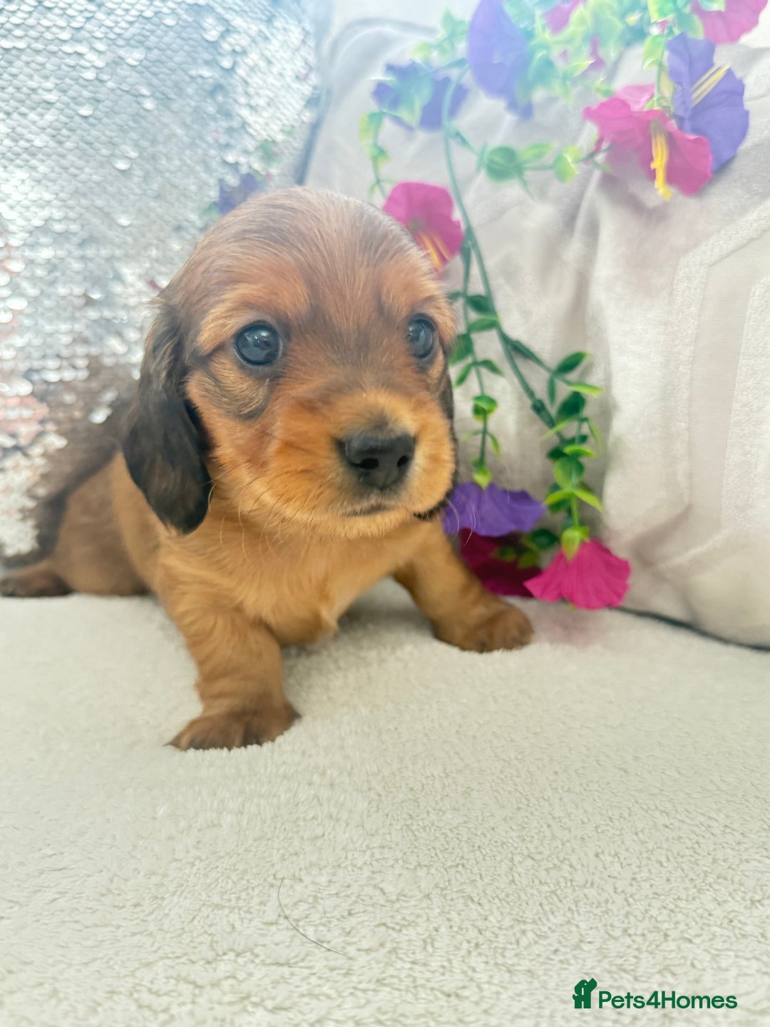 Miniature Dachshund dogs for sale: Miniature dachshunds - Image 4
