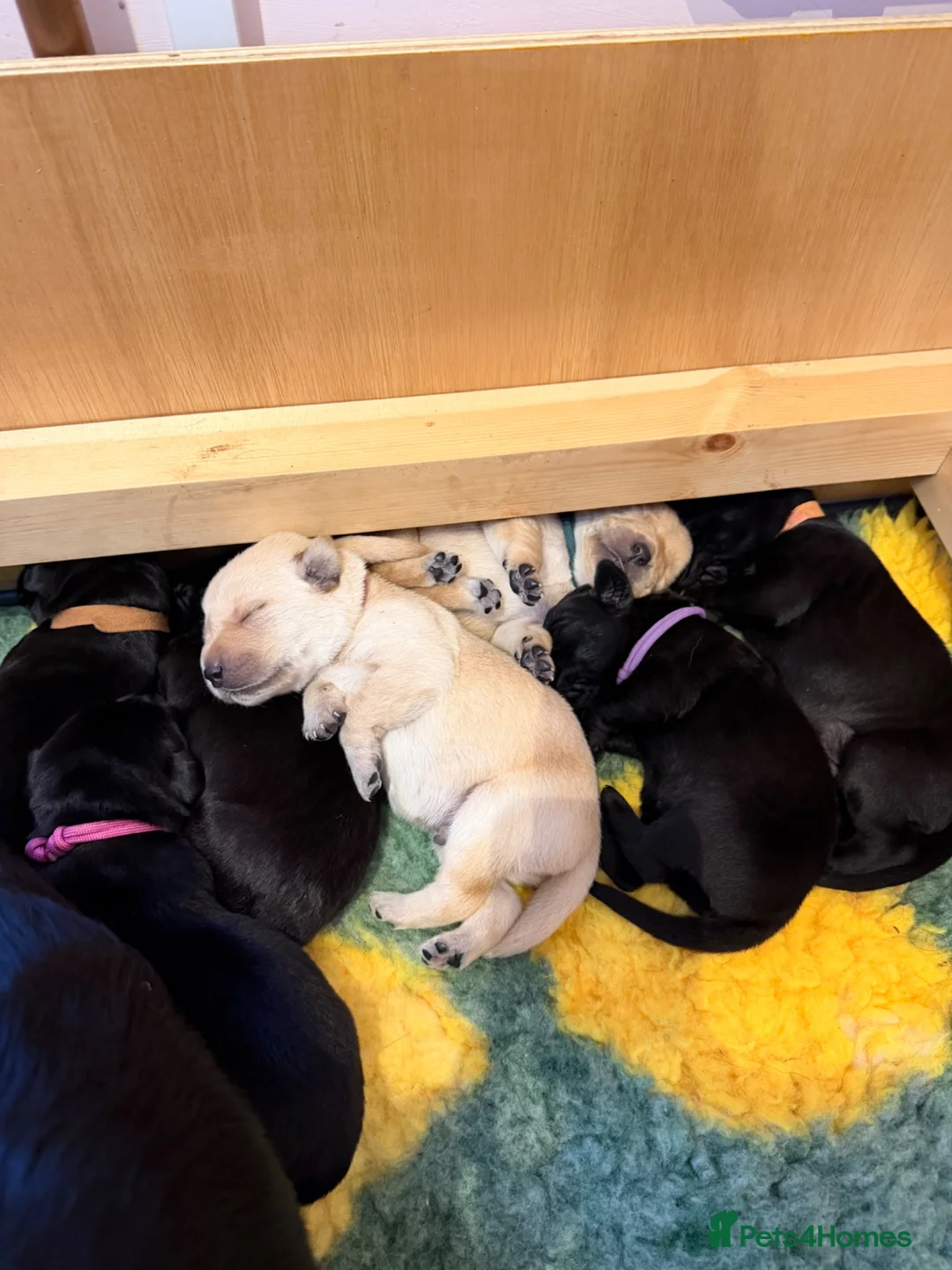 Labrador Retriever dogs for sale: 7 health tested Labrador puppies in High Wycombe - Advert 9