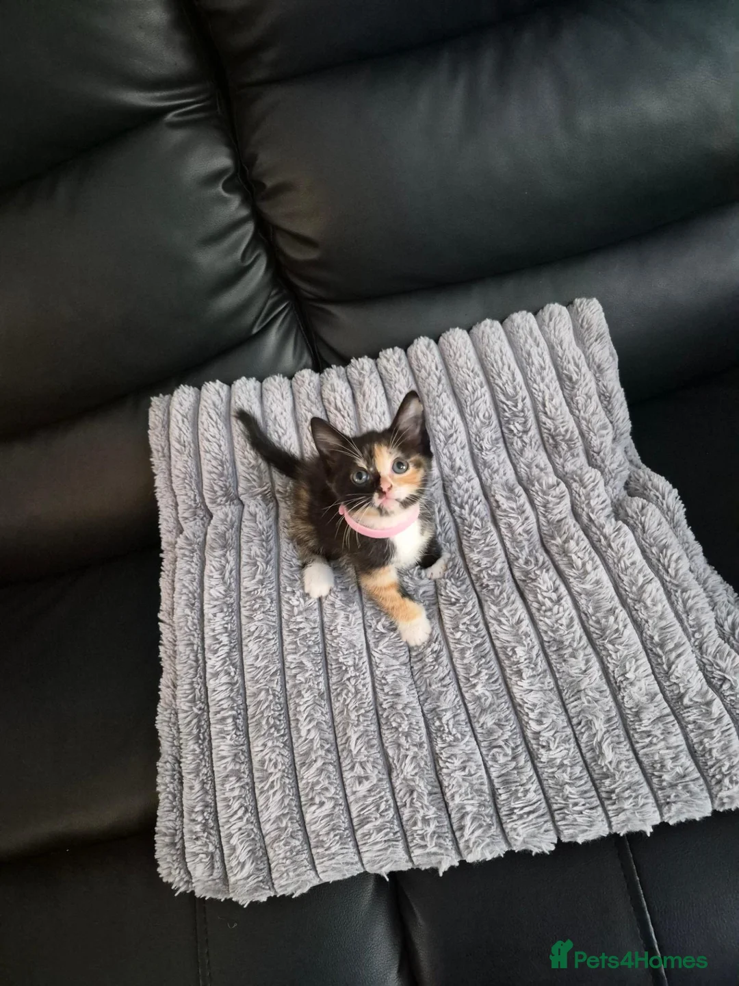Mixed Breed cats for sale: Beatiful friendly kittens - Advert 2