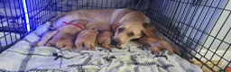 Labrador Retriever dogs for sale: Labrador Retriever  - Advert 13