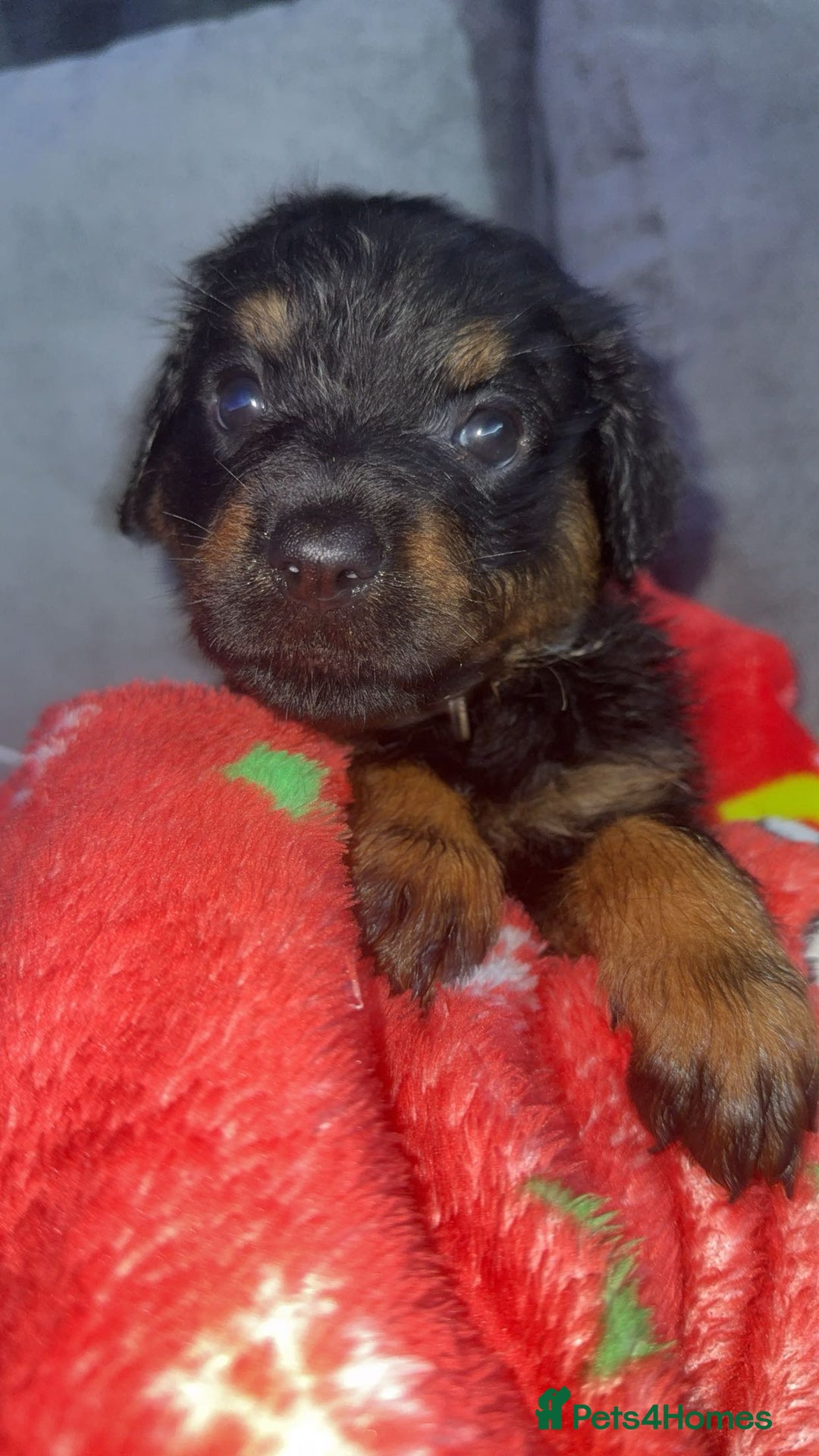 Rottweiler dogs for sale: Male rottweilwr puppy looking for a forever home - Advert 16