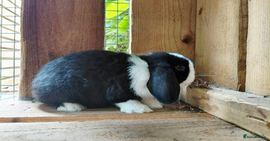 Mini Lop rabbits - Advert 11