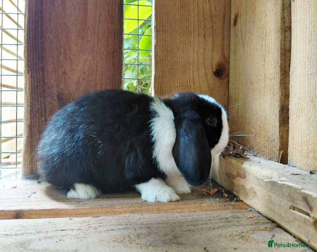 Mini Lop rabbits for sale: Gorgeous Baby Mini Lop for Sale - Image 2
