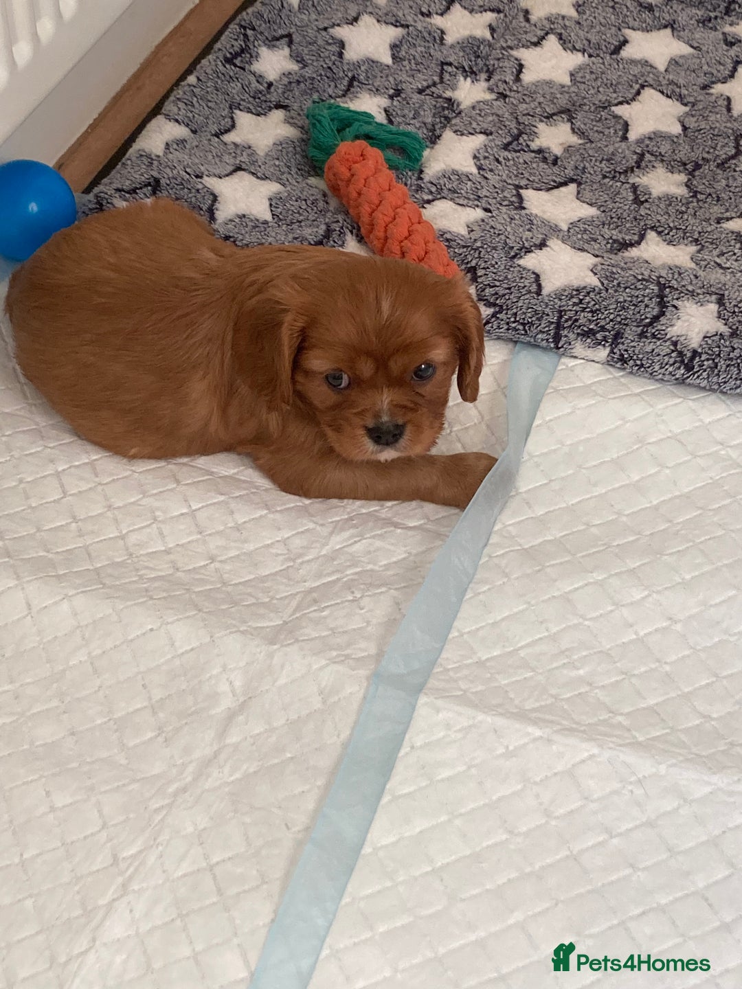 Cavalier King Charles Spaniel dogs for sale: Cavalier King Charles Spaniel Puppy 1 - Kc reg D.N.A health tested  - Image 5