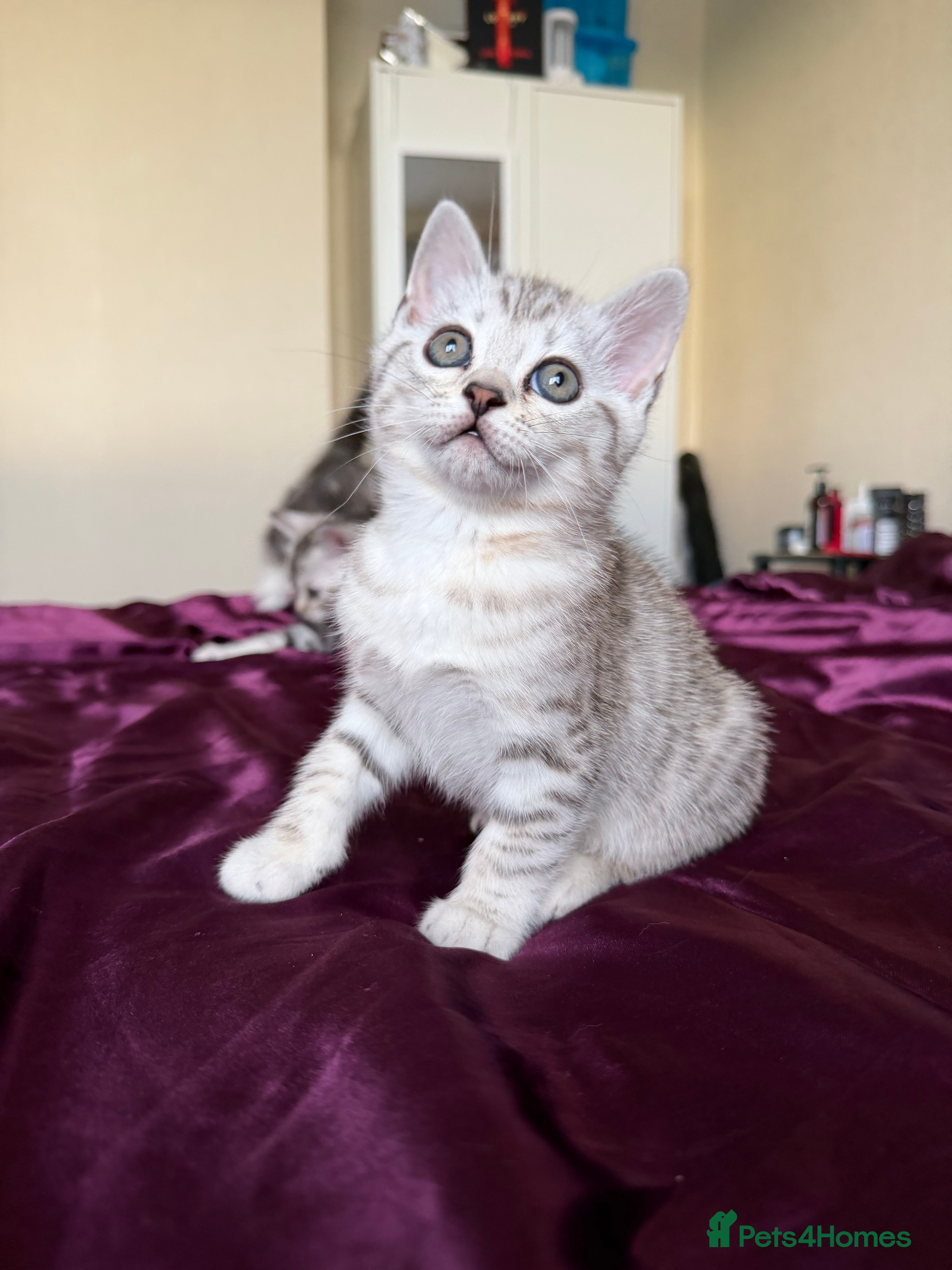 Mixed Breed cats for sale: Bengal X Scottish Straight Hybrid - Advert 4