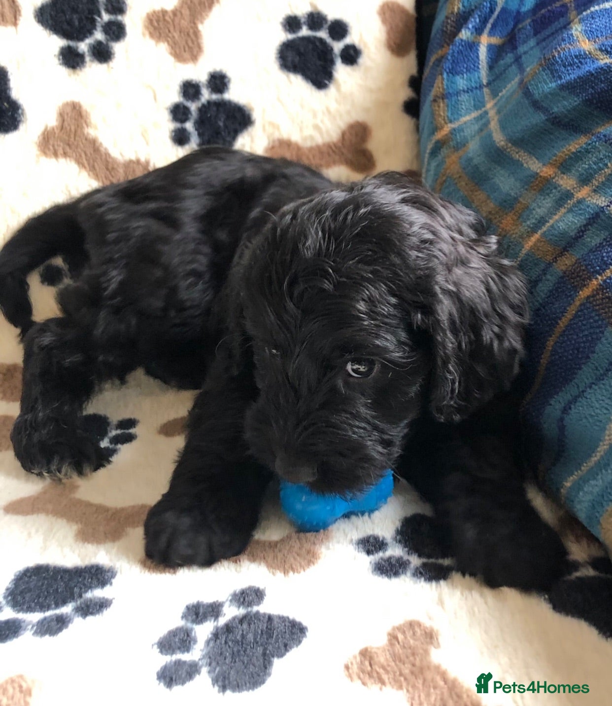 Cockapoo dogs Exclusive cockapoo puppies . - Advert 2