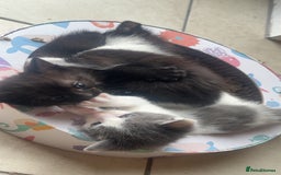 Abyssinian cats for sale: Kittens almost ready to be separated  in Alfreton - Image 6