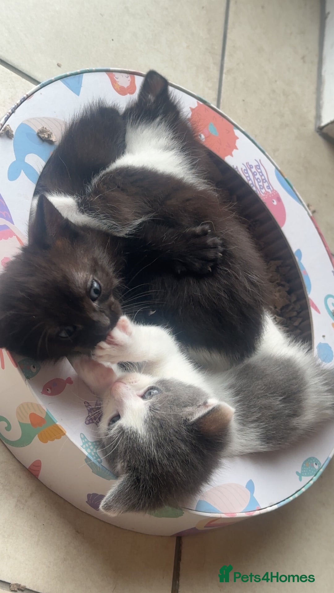 Abyssinian cats for sale: Kittens almost ready to be separated  in Alfreton - Image 6