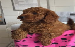 Labradoodle dogs for sale: 5* F1B Mini Labradoodles - health tested  - Image 38