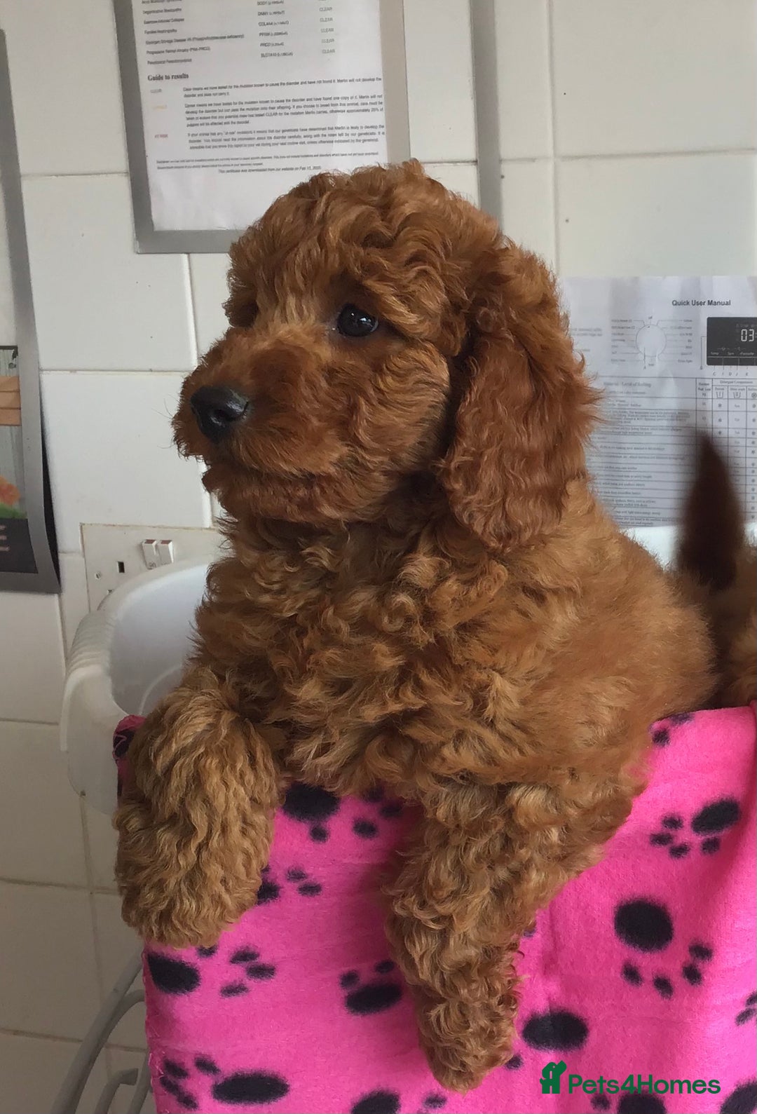 Labradoodle dogs for sale: 5* F1B Mini Labradoodles - health tested  - Image 38