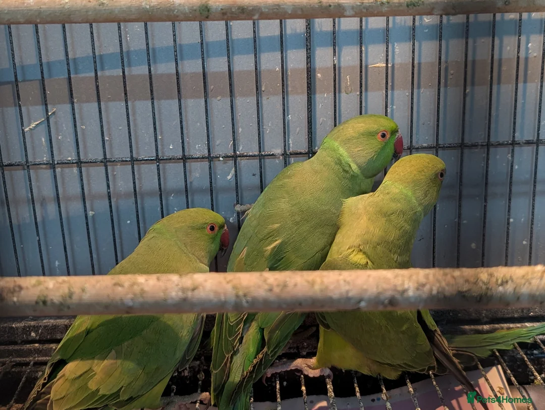 Ringnecks birds for sale: Young Indian Ringnecks Blue and Green - Advert 5