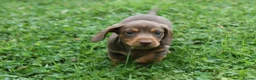 Miniature Dachshund dogs for sale: KC Registered Miniature Dachshund Puppies in Dungannon - Advert 7