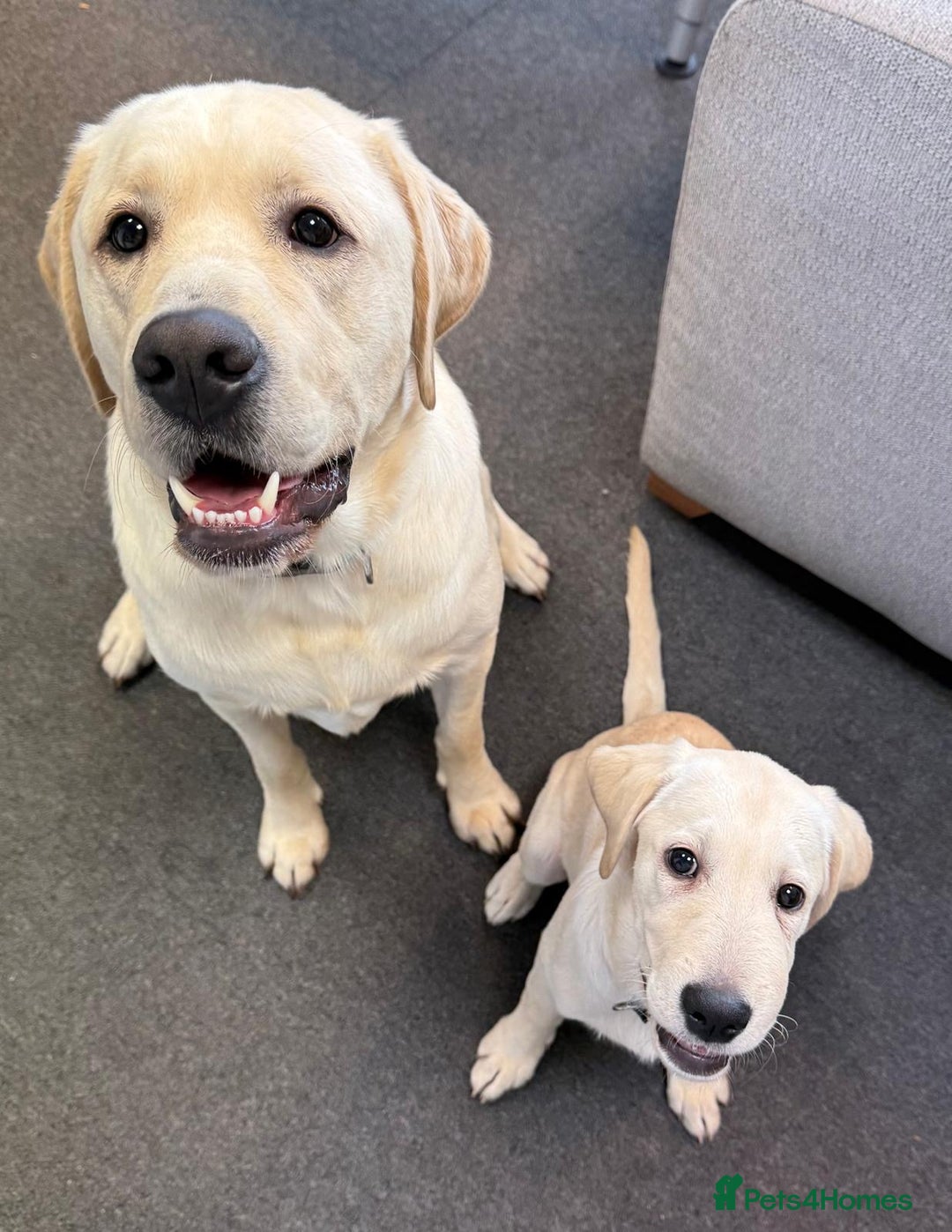 Labrador Retriever dogs for sale: 16 week old Labrador puppy - Image 3