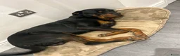 Rottweiler dogs for sale: Rehome 3 year old Rottweiler  - Advert 3