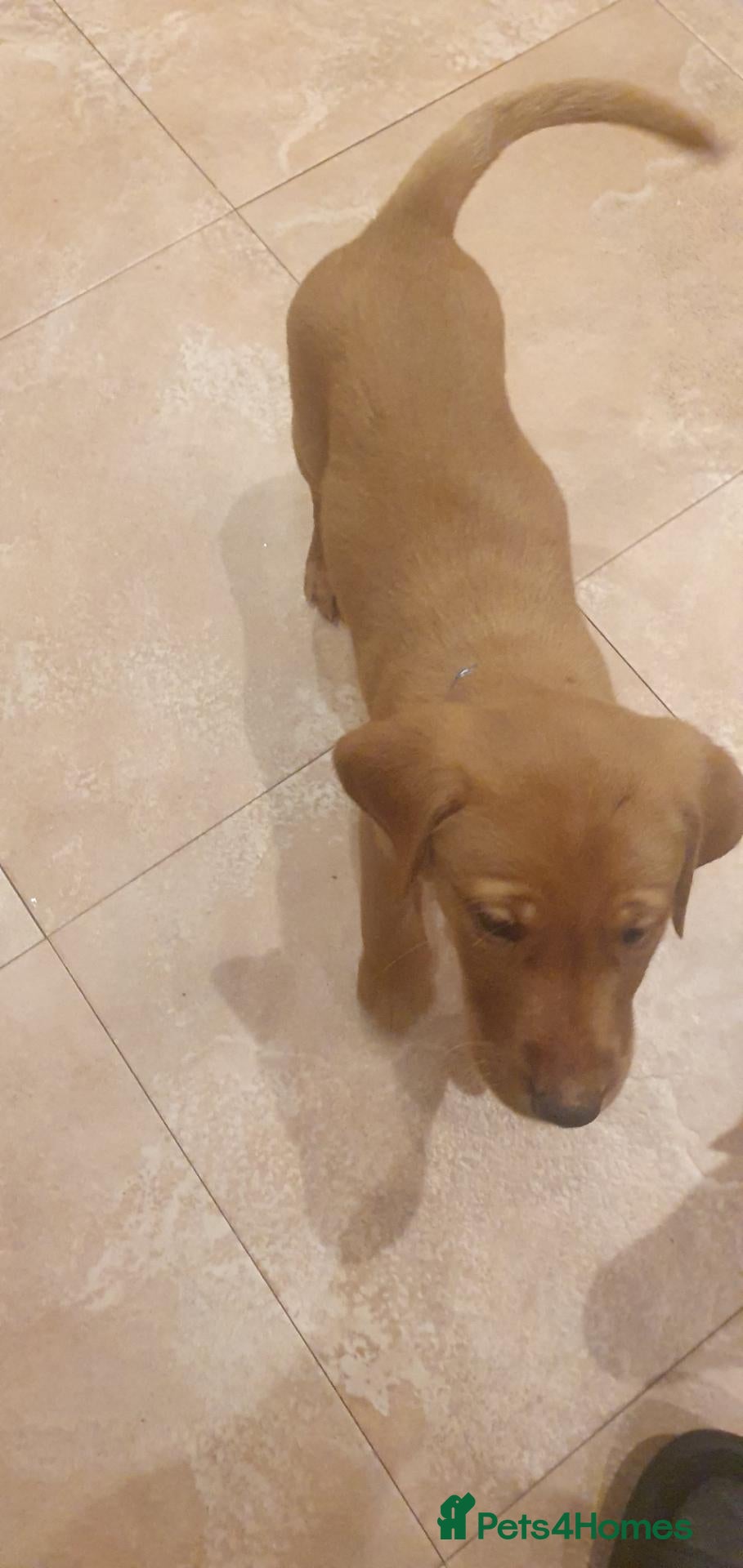 Labrador Retriever dogs for sale: KC Labrador Puppies 🧬 Sire Clear all 7 DNA Tests - Advert 2