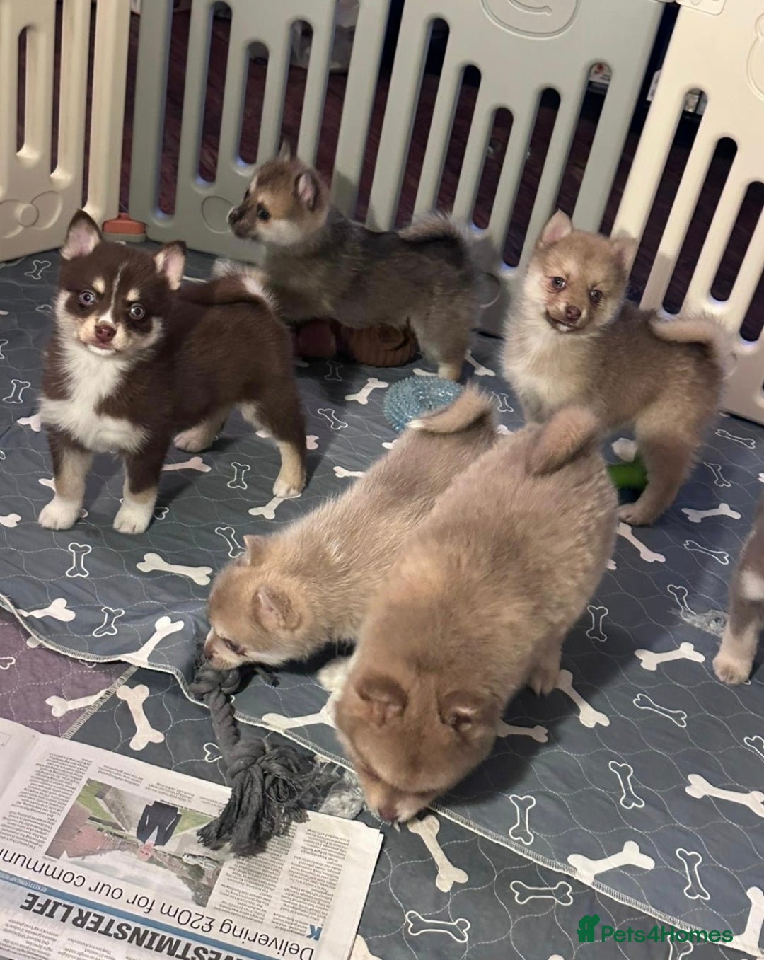 Pomsky dogs for sale: Blue Eyed F4 Toy Pomskies - Advert 6