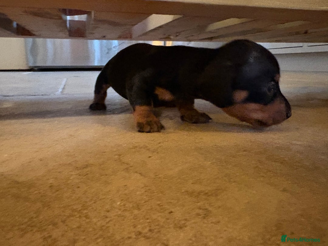 Miniature Dachshund dogs for sale: Beautiful Home Reared KC Reg Mini Daschunds - Image 12