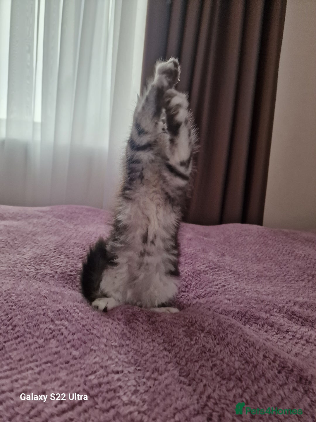 Maine Coon cats for sale: Pure Maine coon - Advert 27