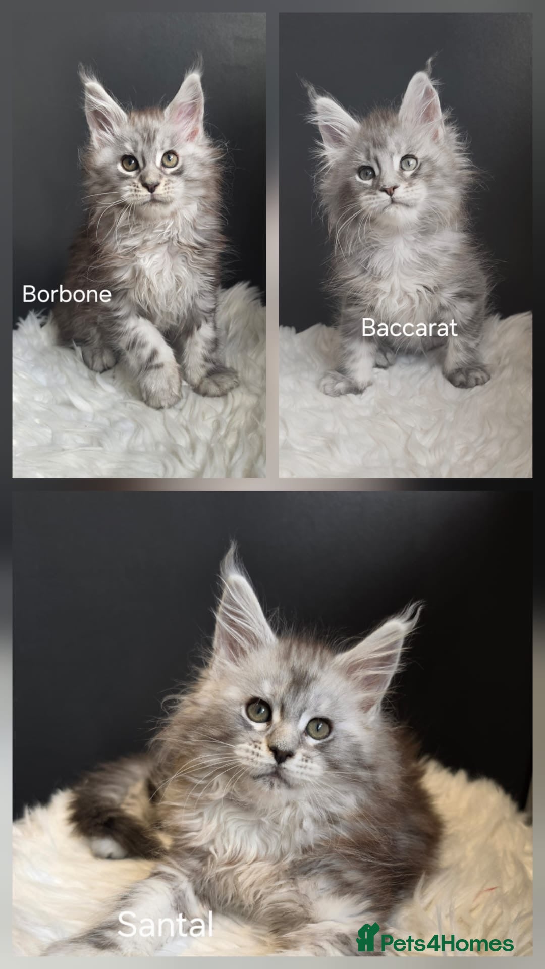 Maine Coon cats Outstanding kittens from Shaded line  - Advert 1