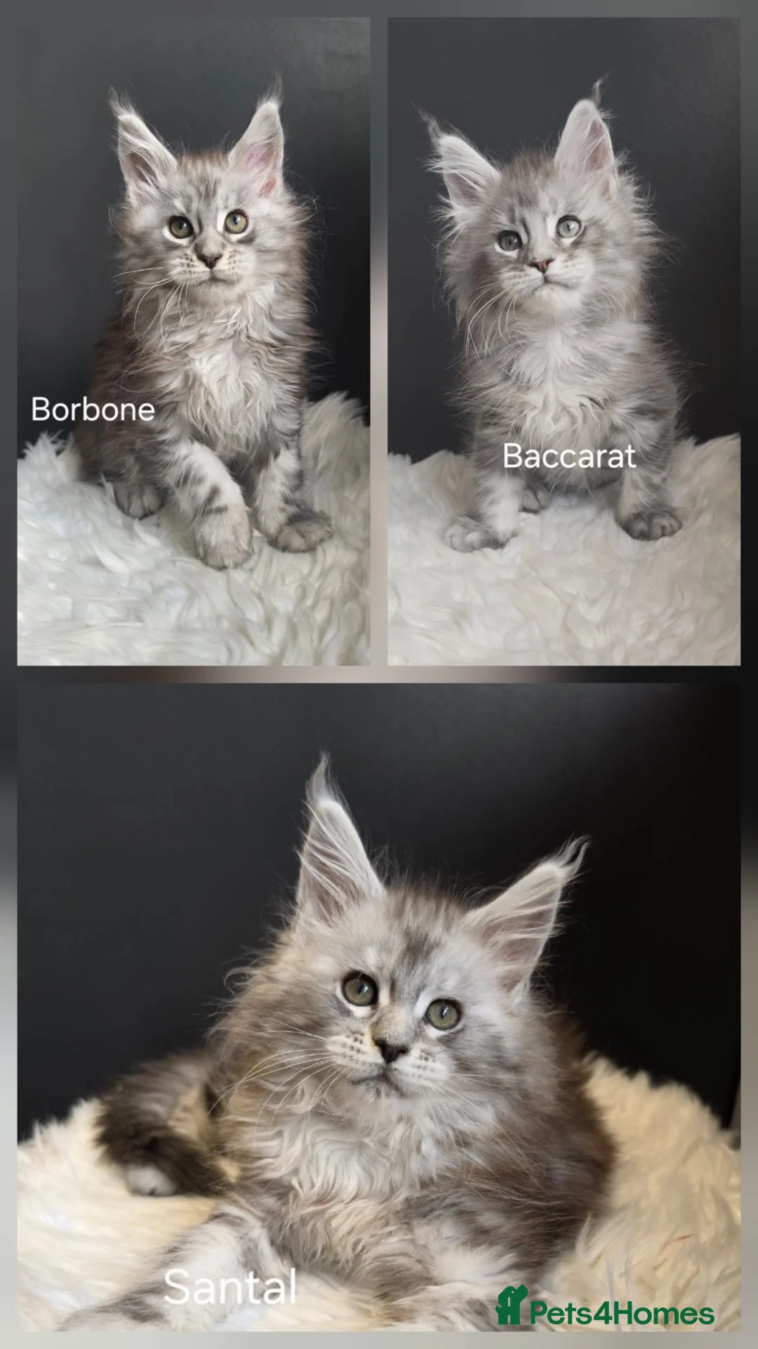 Maine Coon cats for sale: Outstanding kittens from Shaded line  in Swadlincote - Advert 1