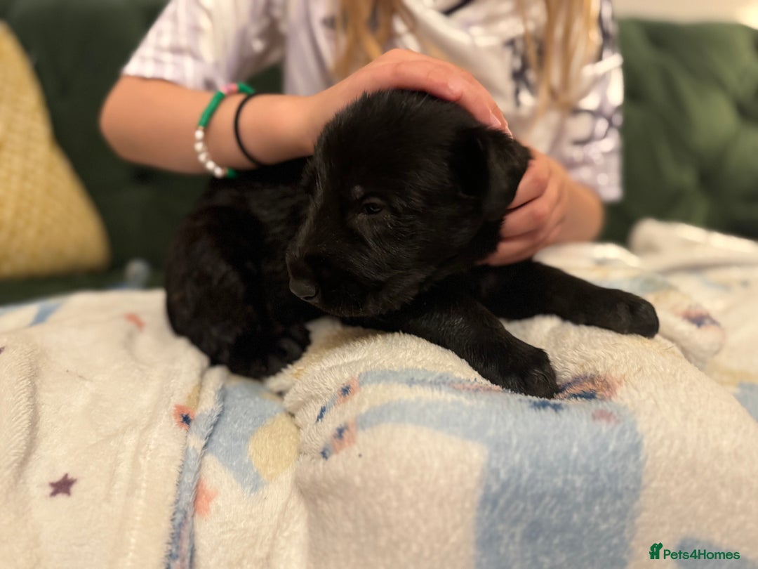 Irish Wolfhound dogs for sale: Stunning litter of Irish Wolfhound puppies - Image 15