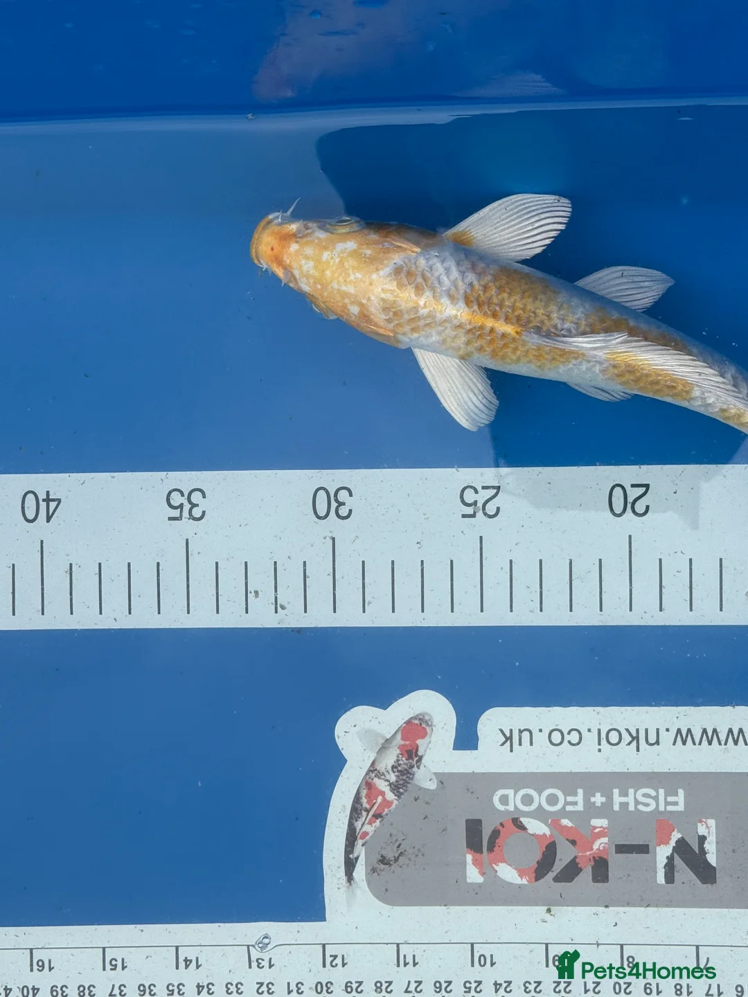 Koi Carp fish for sale: Large Selection of Koi and Butterfly Koi Carp - Advert 6