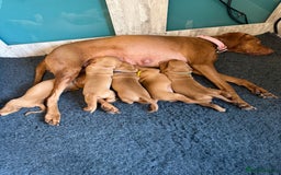 Hungarian Vizsla dogs for sale: Hungarian Vizsla Puppies - Outstanding Pedigree  - Advert 3