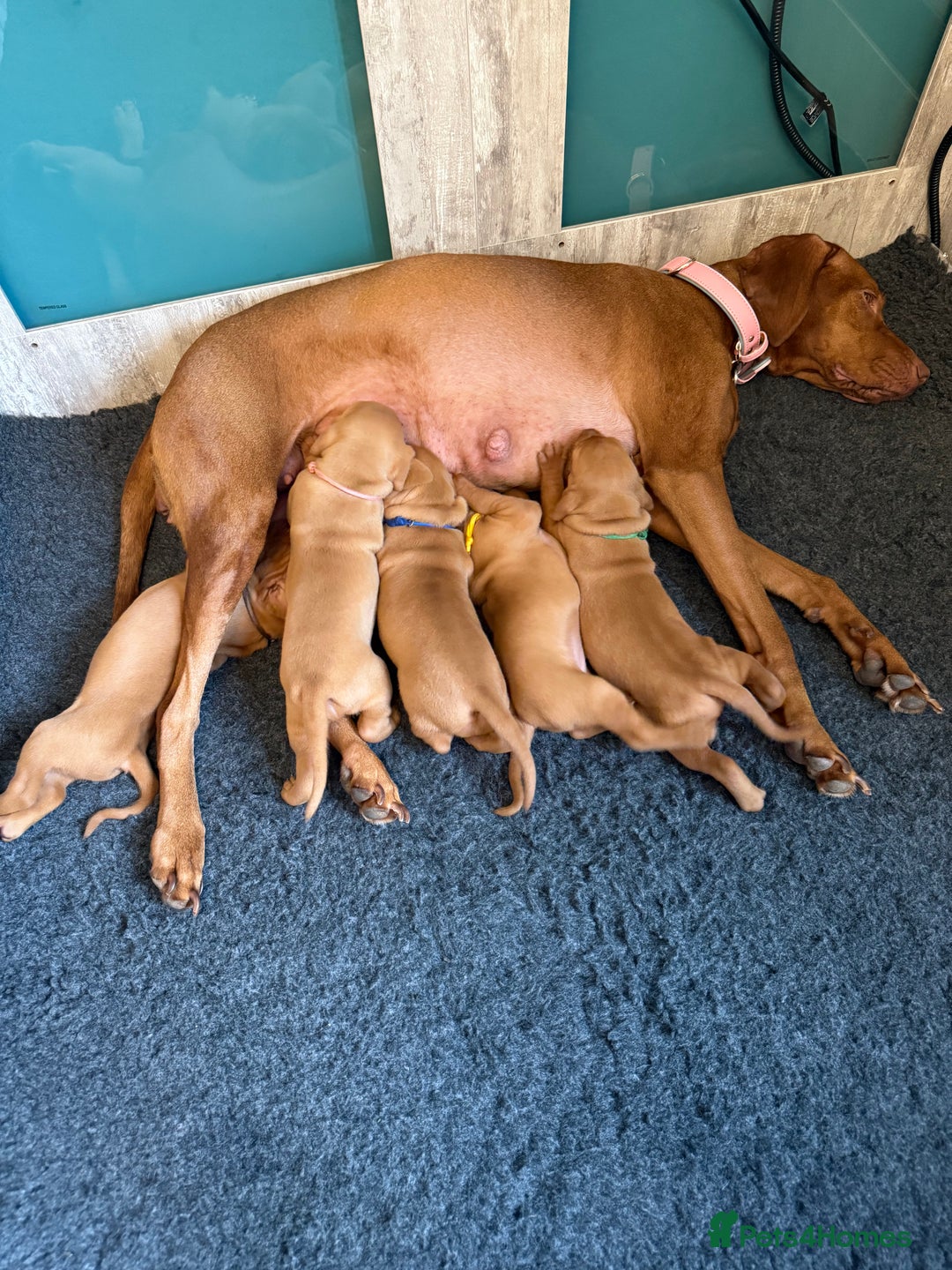 Hungarian Vizsla dogs for sale: Hungarian Vizsla Puppies - Outstanding Pedigree  - Advert 3