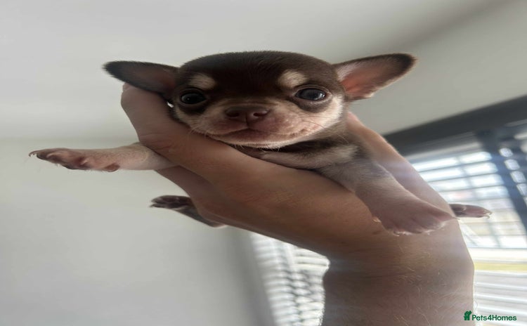 Chihuahua dogs - Advert 1